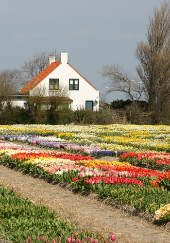 Blomsterløg