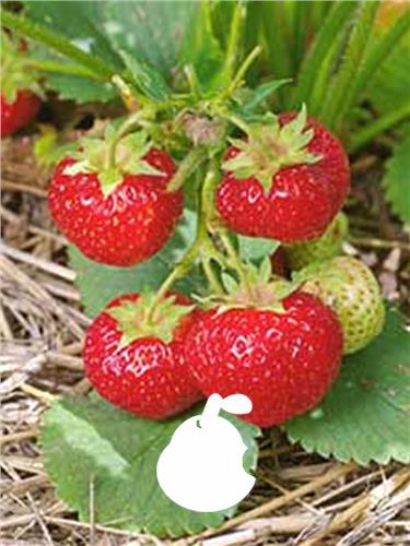 Frugt