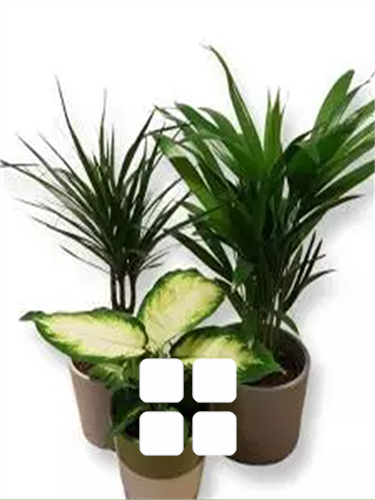 Alle stueplanter