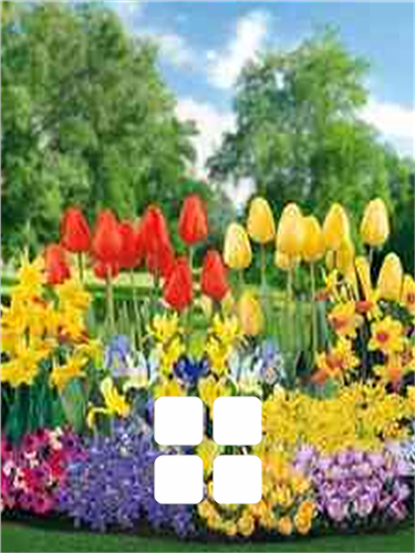 Alle løgblomster