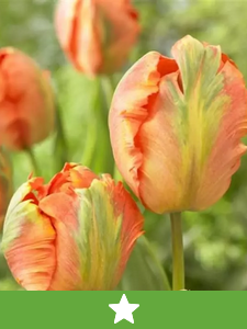 Nye blomsterløg