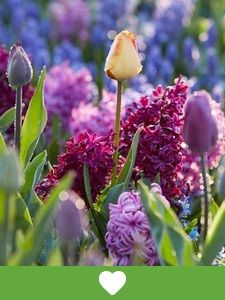 Populære blomsterløg