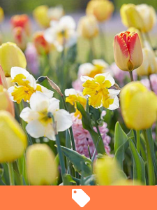 Blomsterløg til salg