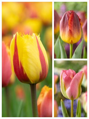 Bi-farvet blomsterløg