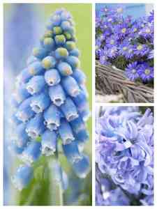 Blå blomsterløg