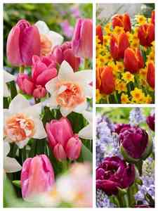 Blandede farvede blomsterløg