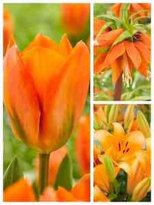 Orange blomsterløg