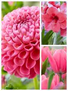 Lyserøde blomsterløg