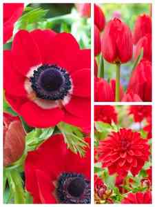 Røde blomsterløg