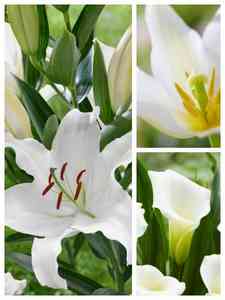 Hvide blomsterløg