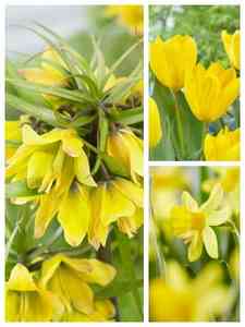 Gule blomsterløg