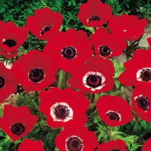 Anemone coronaria Hollandia