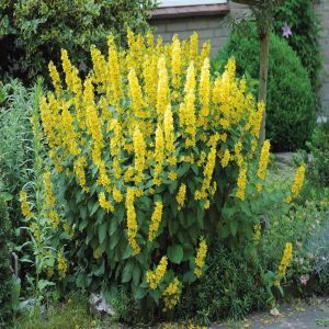 Lysimachia punctata