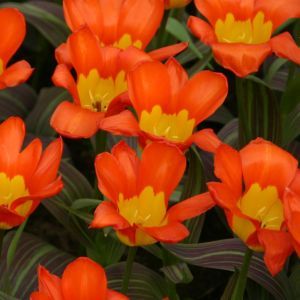 Tulip fosteriana Juan