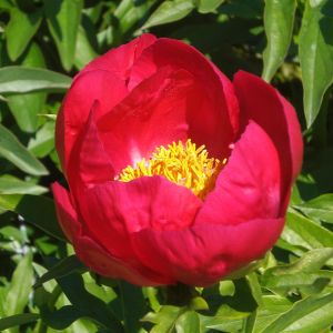 Peaony single Red