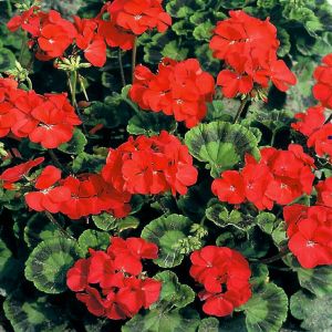 7 4556 Geranium 'Mustang'