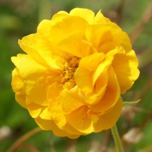 Geum Double Sunrise