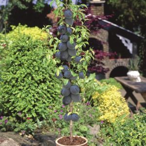 Prunus Black Amber