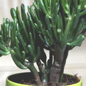 crassula gollum
