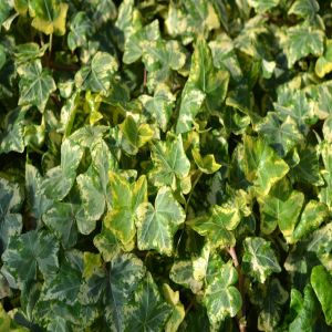 ivy-2
