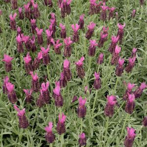 Lavandula stoechas Pink.tif