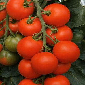 Bushtomato