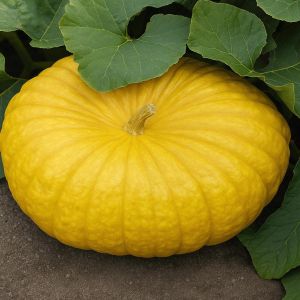 Pumpkin Yellow