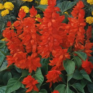 Salvia St John's fire