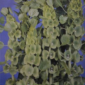 Bells of Ireland