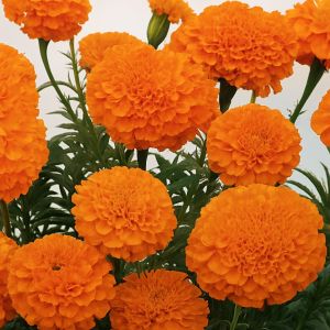 African Marigold Hawaii