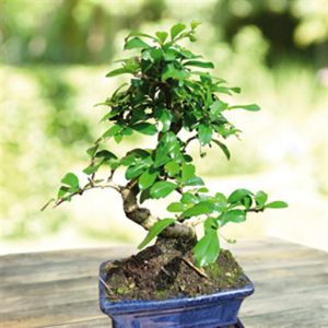 Bonsai Carmona macrophylla 15 cm