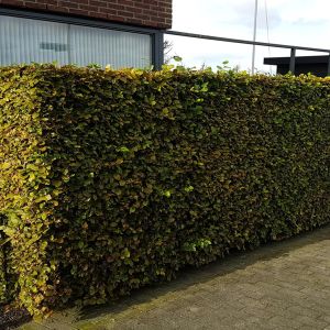 Fagus sylvestres groen 2