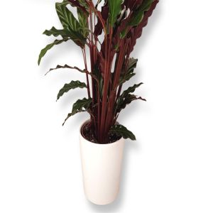 Brun Calathea