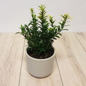 Euonymus microphyllis gold.jpg