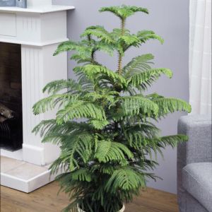 Araucaria heterophylla