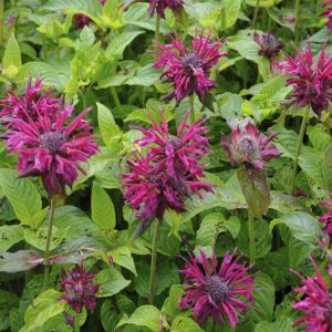 Monarda Kardinal