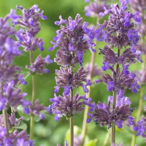 Nepeta racemosa Grog