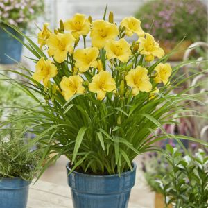Hemerocallis Everydaylily Gold