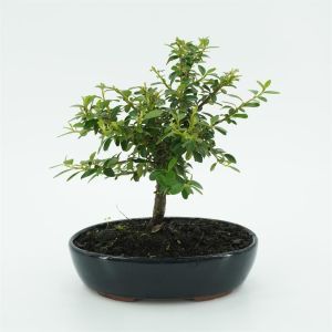Bonsai Cotoneaster 20cm