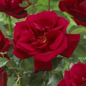 Rosa Etoile de Hollande ( Hybrid Tea Red)