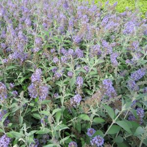 Buddleja Lochinch
