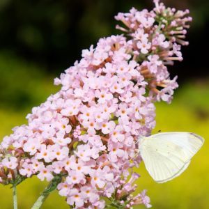 Buddleja Pink Panter   08