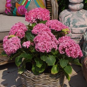 hymperf Hydrangea Perfection Container 03