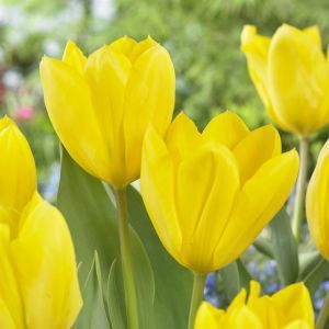 Tulipa Candela