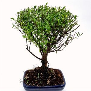 Bonsai Suzygium 20 cm broom