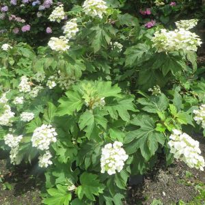 Hydrangea quercifolia Jetstream 20170701 E