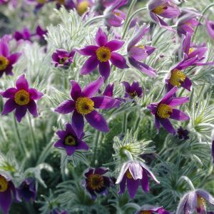 Pulsatilla vulgaris (Violet)