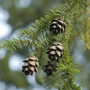 Tsuga canadensis