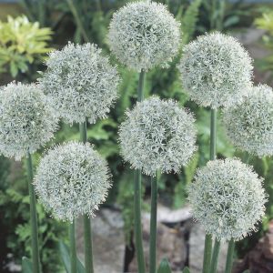 Allium Mount Everest