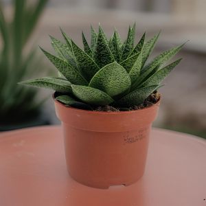 Gasteria d'tiga 10